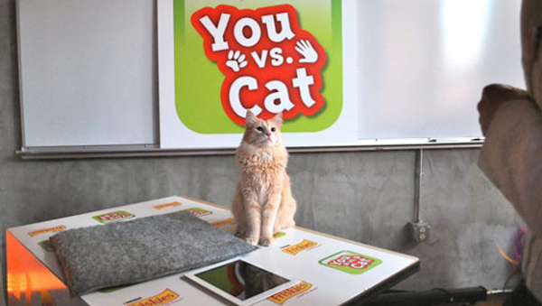 You Vs Cat